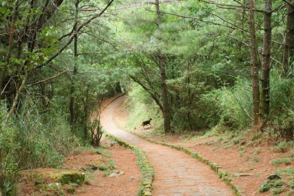 初探玉山國家公園塔塔加193707