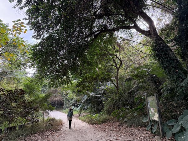 龍過脈森林步道2960919