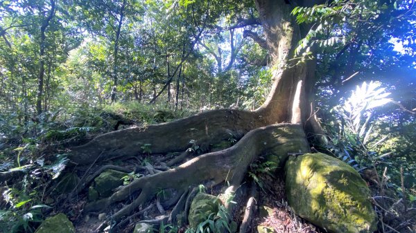 20210926 - 土城 大暖尖山 / 火燄山封面