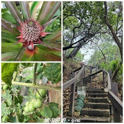 【台中龍井/大肚】竹坑南寮登山步道x瑞井登山步道O繞3031262