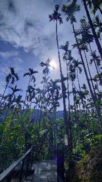 太興飛瀑步道2200641