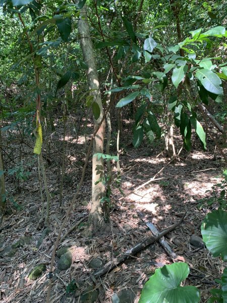 20251122高雄竹山口山2945312