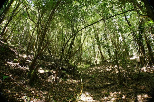 新竹 尖石 屯野生台山、石麻達山、錦屏山2904276