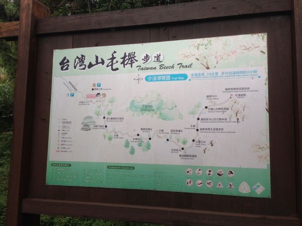 台灣山毛櫸步道136050