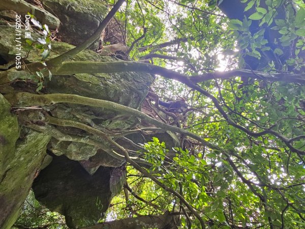20251117新竹內灣三山四峰(內灣山.麥樹仁山南峰.麥樹仁山.白石湖山)2939900