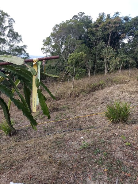 穿霧隘勇線-中三鹿2991746