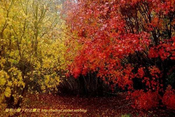 【南投】畢祿山未竟 轉進福壽山賞楓