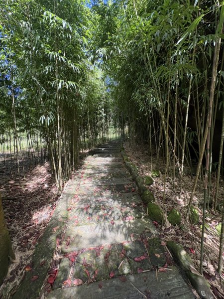 20251004嘉義奮起湖大凍山步道(頂湖)2914898