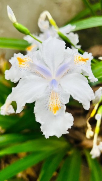 🌈228連假北橫賞櫻客製化四日遊Day1   FB：熊熊趴爬走🌈2724504