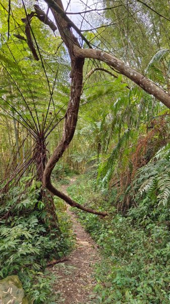 集集大山慢活行（孟宗竹林登山口）1627441