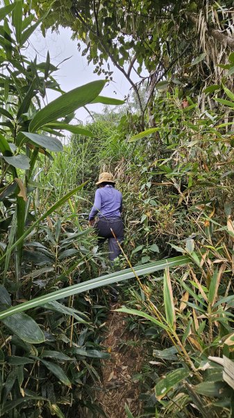 【稜線瘦如刀鋒，山形橫亙如屏風】解鎖第55座小百岳 #045 大橫屏山2932857