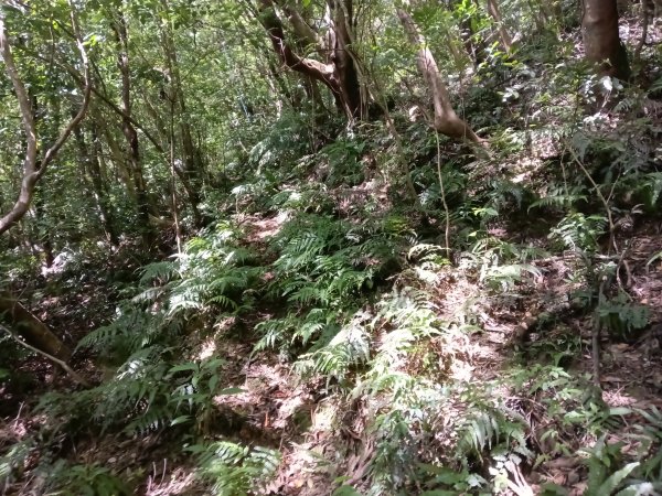 雙溪區盤山坑古道+過火坪古道O型2882385