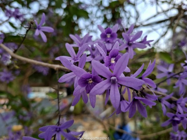 《南投》幸運之花｜草尾嶺步道賞血藤花202603293025002