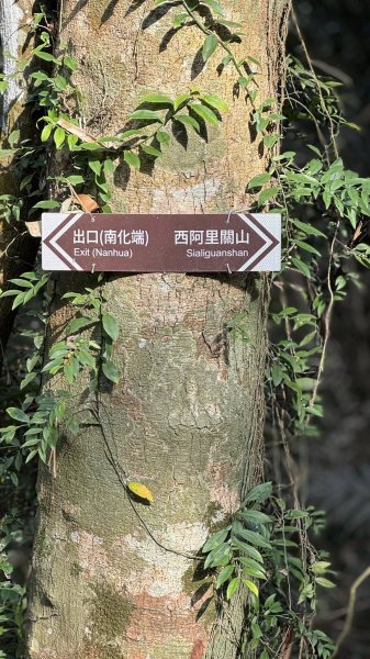 20260212 小百岳白雲山及西阿里關山3002921