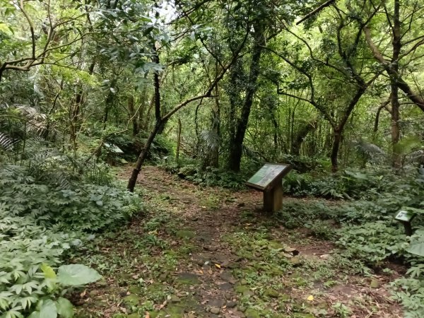 基隆市荖寮坑古道+十分古道(暖東舊道)+頂子寮山(嶺頭土地公)P字走2821506