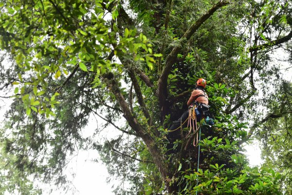 【山林】阿里山「水山巨木」不是2700歲 林務局攜手嘉義大學的研究結果出爐