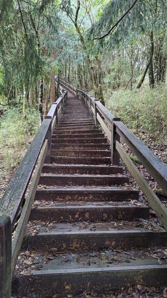 檜山巨木群2917991