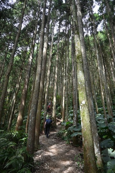 中級山-高島縱走2888417