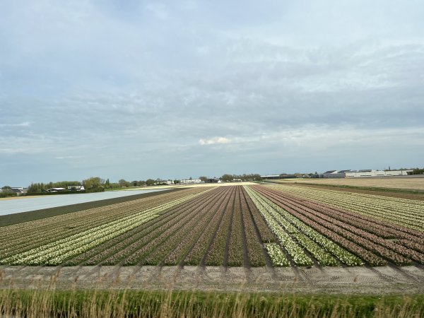 2025_0420 倫敦馬拉松順遊西歐 D2e(鹿特丹)2786190