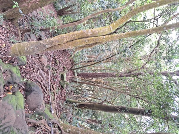 2026微笑山線筆架連峰段3103654