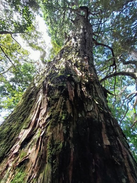 低陸山-嘎拉賀神木1765085