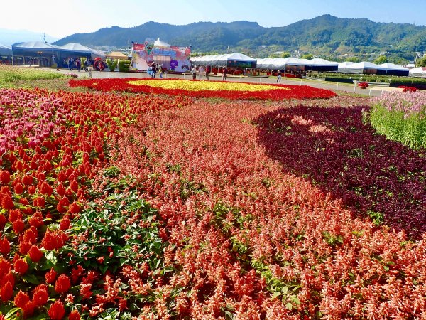 2019新社花海2019/11/12734665