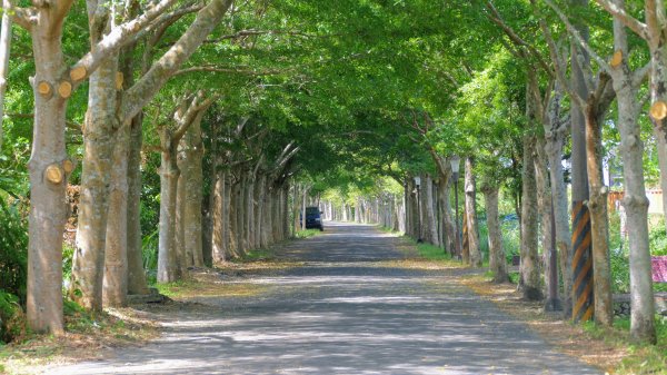 頭城綠色隧道,八角瞭望台2549365