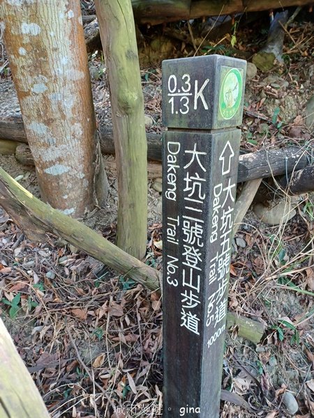 【台中北屯】稜線好風景。 大坑3號登山步道x台灣五葉松2055610