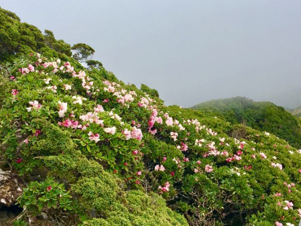 1070512合歡東峰杜鵑花332560
