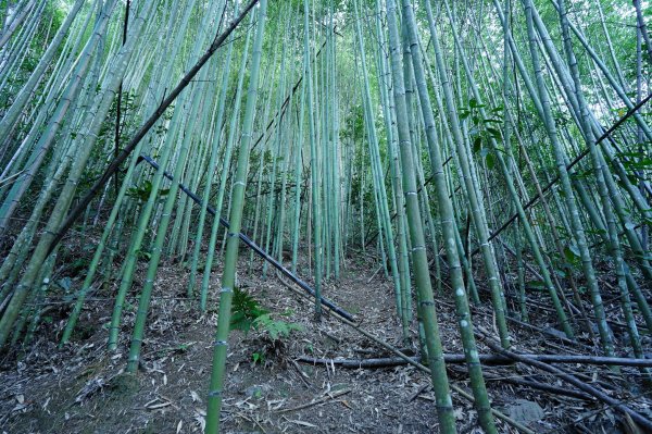 新竹 五峰 清泉山、民都有山2633683