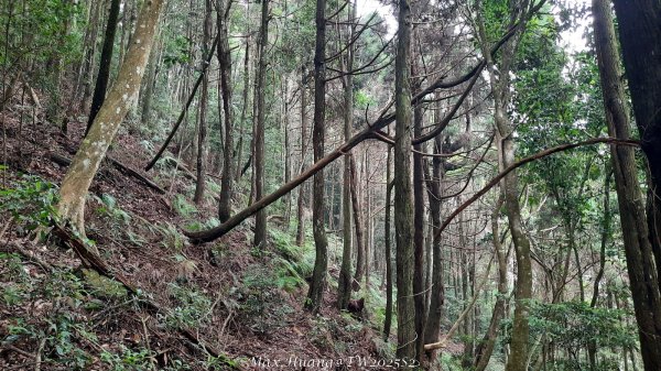 《台中》優美稜線｜橫嶺山自然步道（大雪山社區南登山口）202505312800215