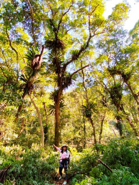 雪山坑登山步道尋巨人2979003