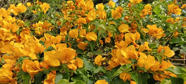 2026/01/25-五酒桶山、山鼻山步道2988090