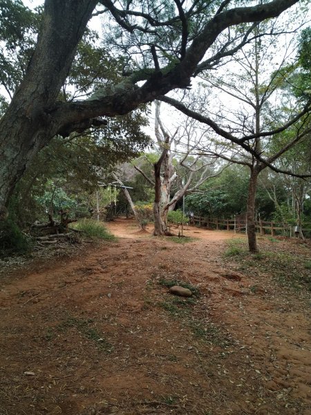 鼓山尖峰泡茶趣---田中森林登山步道815366