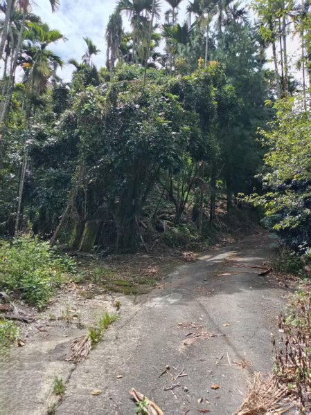 草屯「樹藤岩」台灣省政府圖根補點3131459