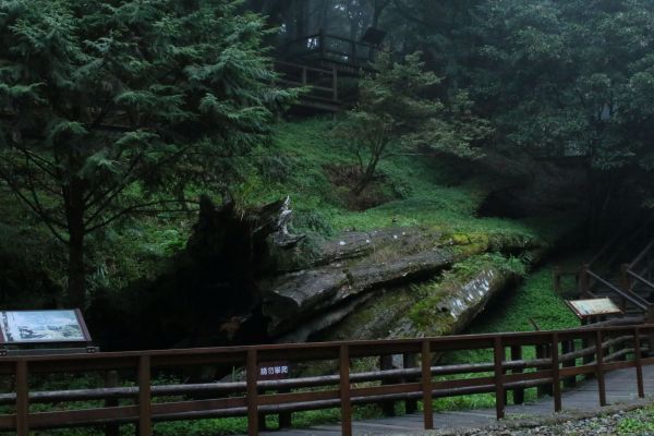 阿里山巨木群棧道雨中記行201740