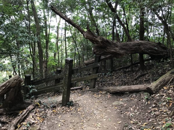 110年1月22日苗栗 馬那邦山1425237