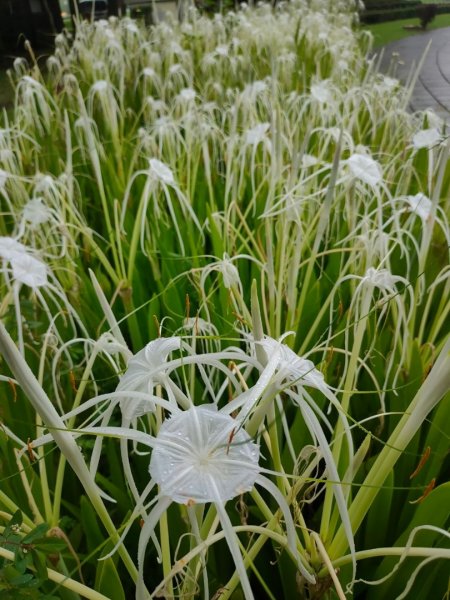 ［健康大穀東］（27~28）：天母運動公園+美崙公園（2023/8/11）2253725