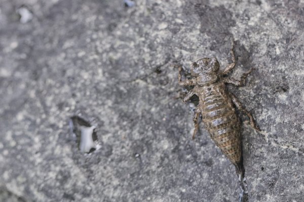 從新北走到宜蘭-坪溪古道 & 石空古道1839502