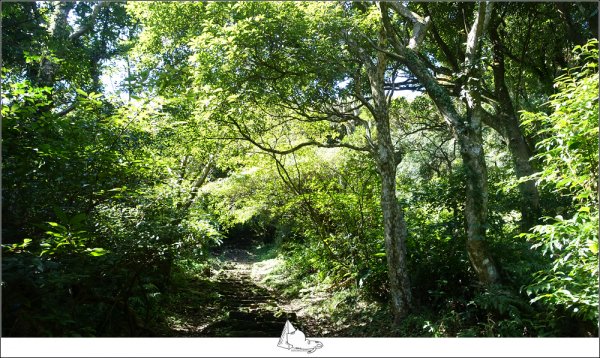 二子坪接面天山、向天山步道864294