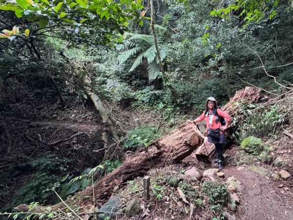 登峰古圳訪高頂山 北五指山 出荷蘭古道 快閃聖人瀑布2981997