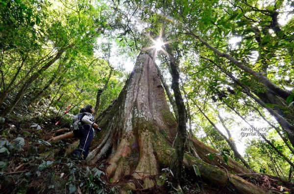 【嘉義】特富野古道下的山林守護神--拉拉喀斯巨木群