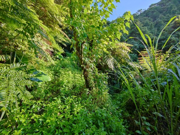 2023.07.13 竹25南華橋登下橫坑山雞寮坑山下三元宮2311372