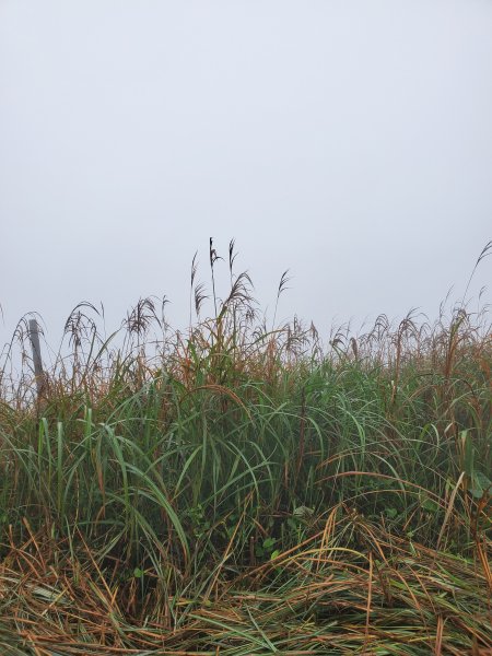 草山賞芒，一片霧茫茫