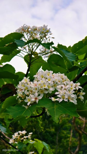 翡翠水庫壩頂 #火燒雲雲海 #日出雲海 #鱷魚島 #藍腹鷴 4/292773804