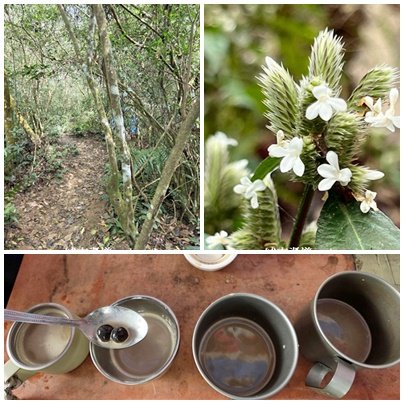 【屏東來義】小百岳棚集山x棚集下山O 繞3013091