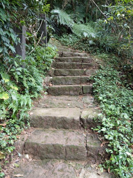 金包里大路(魚路古道北段)。擎天崗芒花盛開。絹絲步道(魚路古道南段) 2020/10/261428374