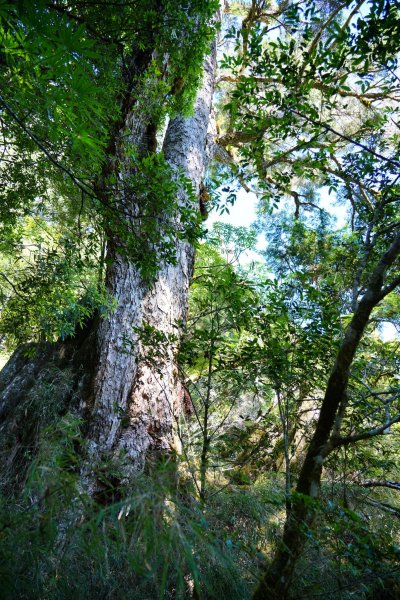 南橫三星 | 前緣再續。關山風月登庫哈諾辛、塔關山順訪中之關。1780111