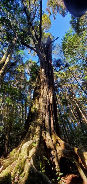 谷關七雄老大-八仙山谷關七雄主峰步道2361220