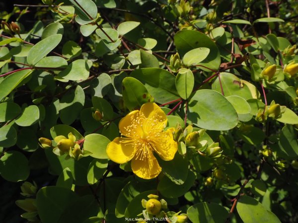《宜蘭》植物博物館｜員山福山植物園201805182889161